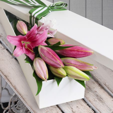 5 Elegant Pink Oriental Lilies