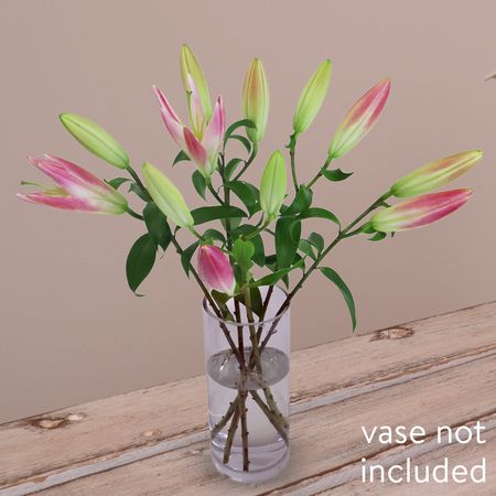 5 Elegant Pink Oriental Lilies