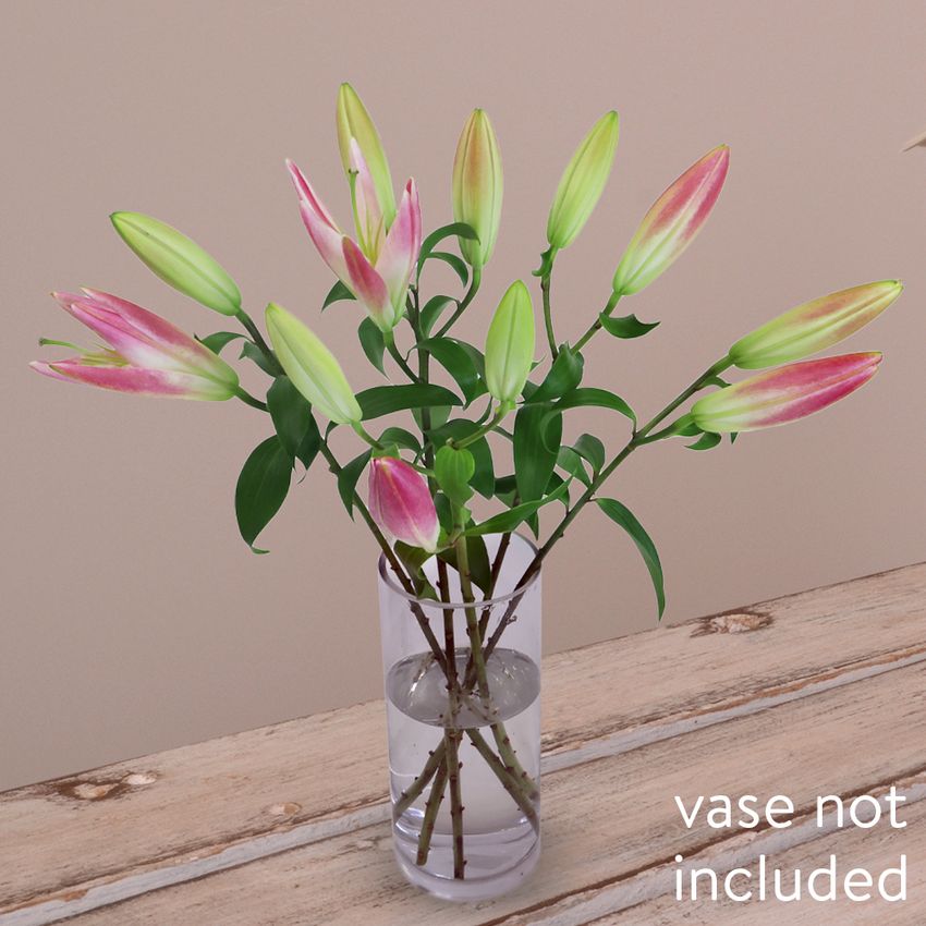 5 Elegant Pink Oriental Lilies