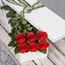 6 Red Roses Flowers