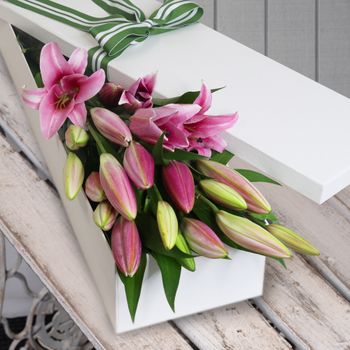 10 Elegant Pink Oriental Lilies Flowers