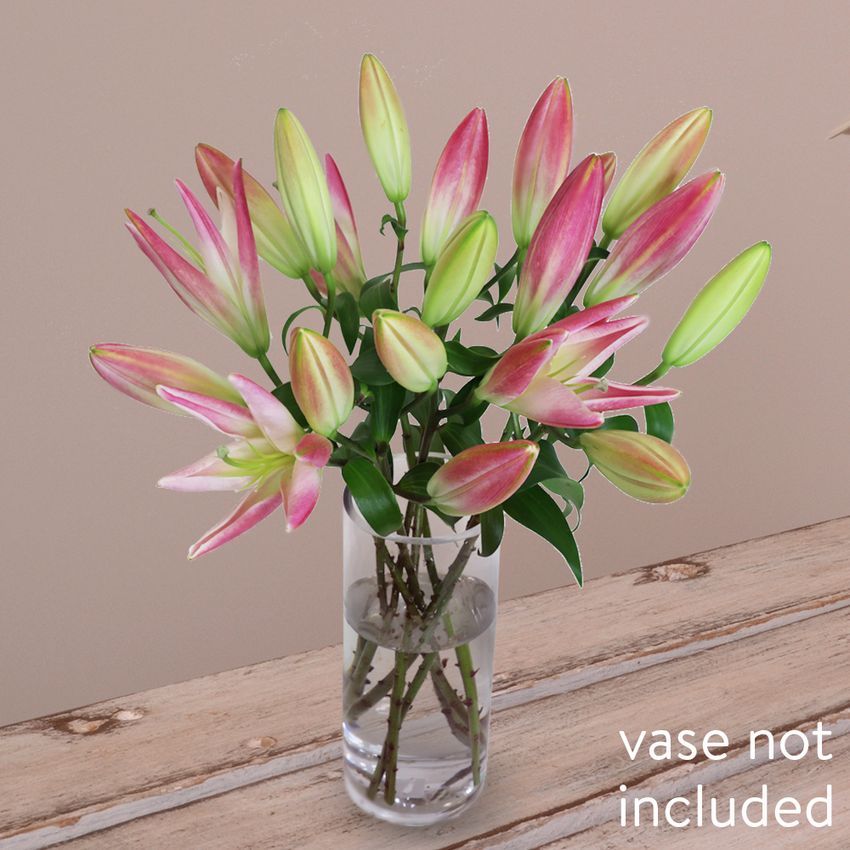 10 Elegant Pink Oriental Lilies