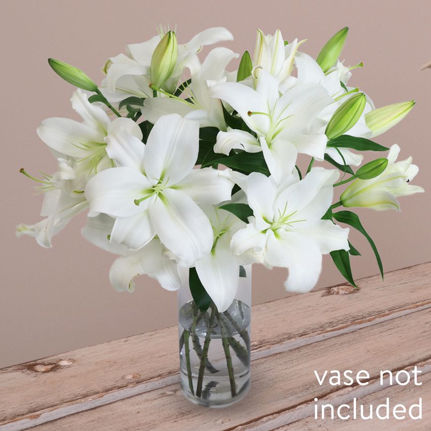 10 Elegant White Oriental Lilies