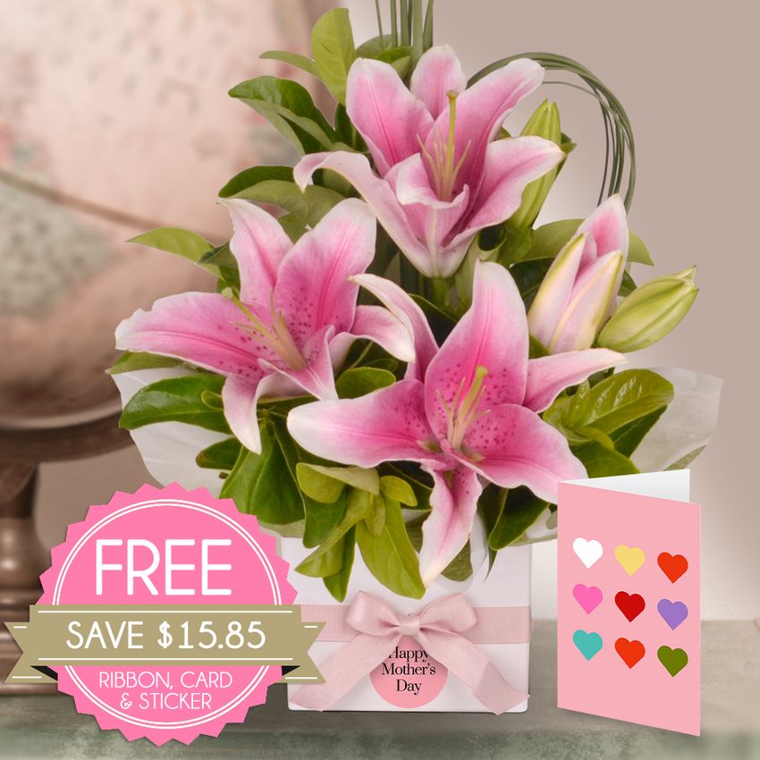 Pink Oriental Mum Bundle