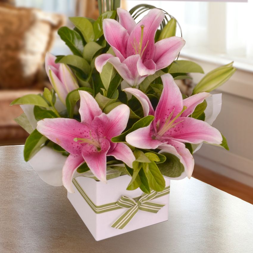 Pink Oriental Mum Bundle