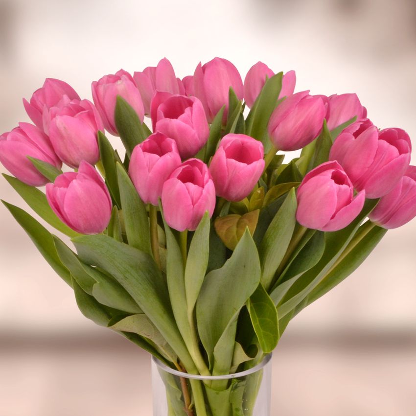 Pink Tulips