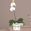 White Phalaenopsis Orchid Flowers