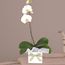 White Phalaenopsis Orchid Flowers