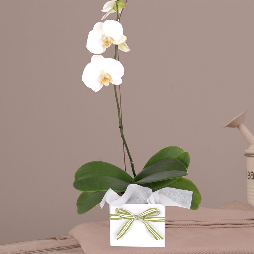 White Phalaenopsis Orchid